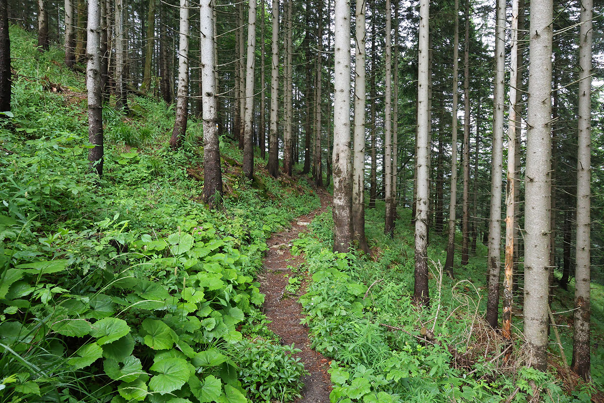 Obejście Wielkiego Gronia
