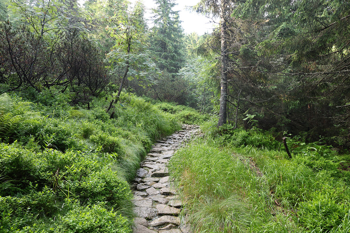 Podejście na Palenicę Jałowiecką