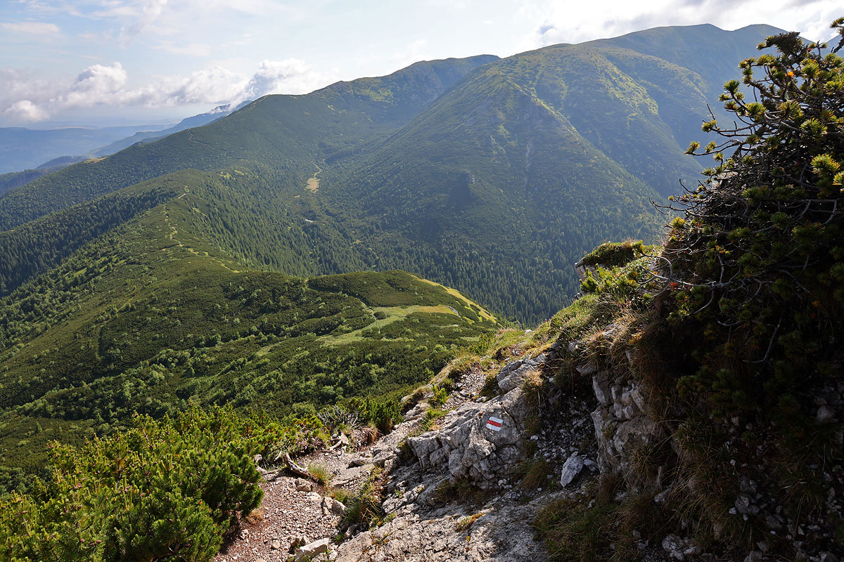 Palenica Jałowiecka, Brestowa, Salatyny
